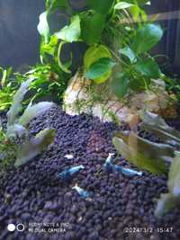 Urgente colônia de camarões,casal de ancistrus, plantas, aquário