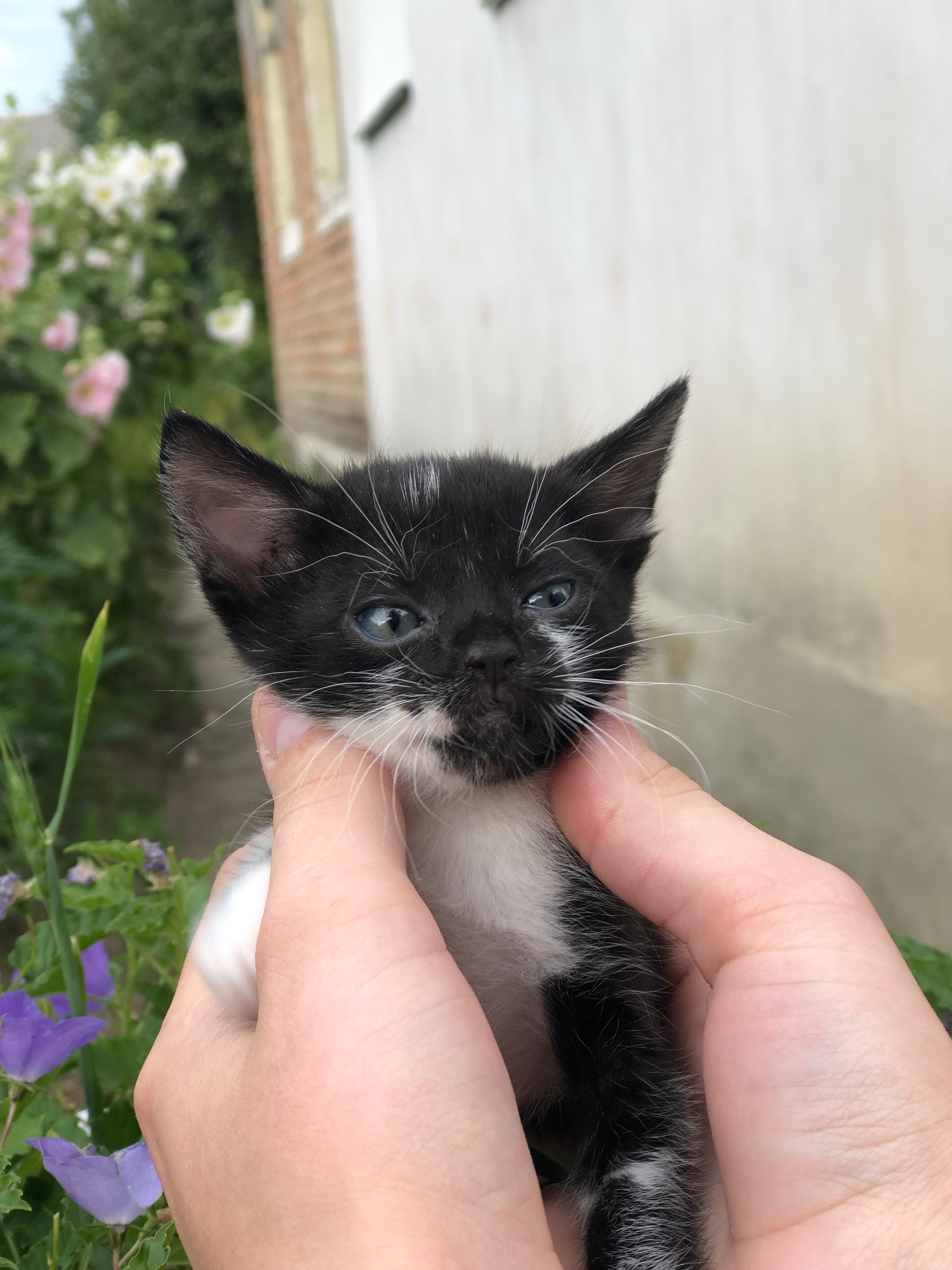 Кошеня в добрі руки