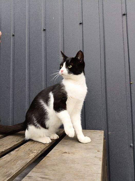 Віддам котика в добрі руки