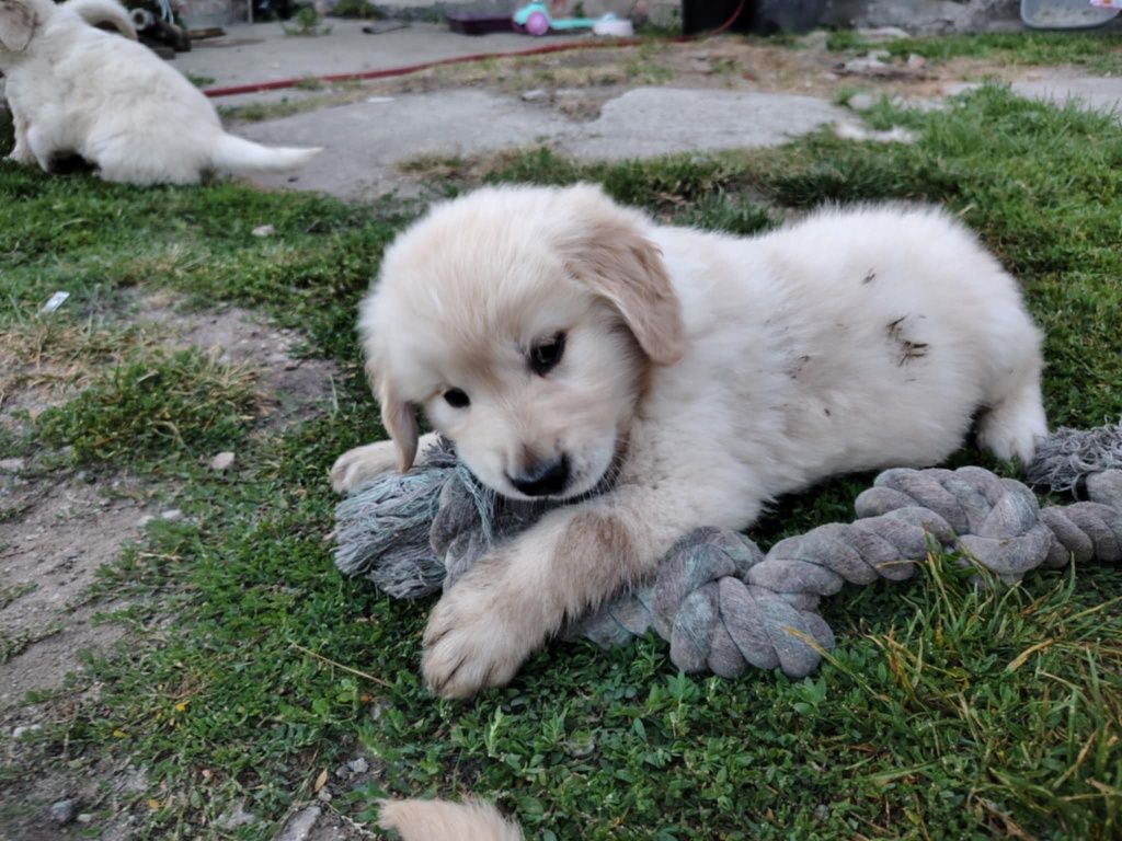 Golden Retriever