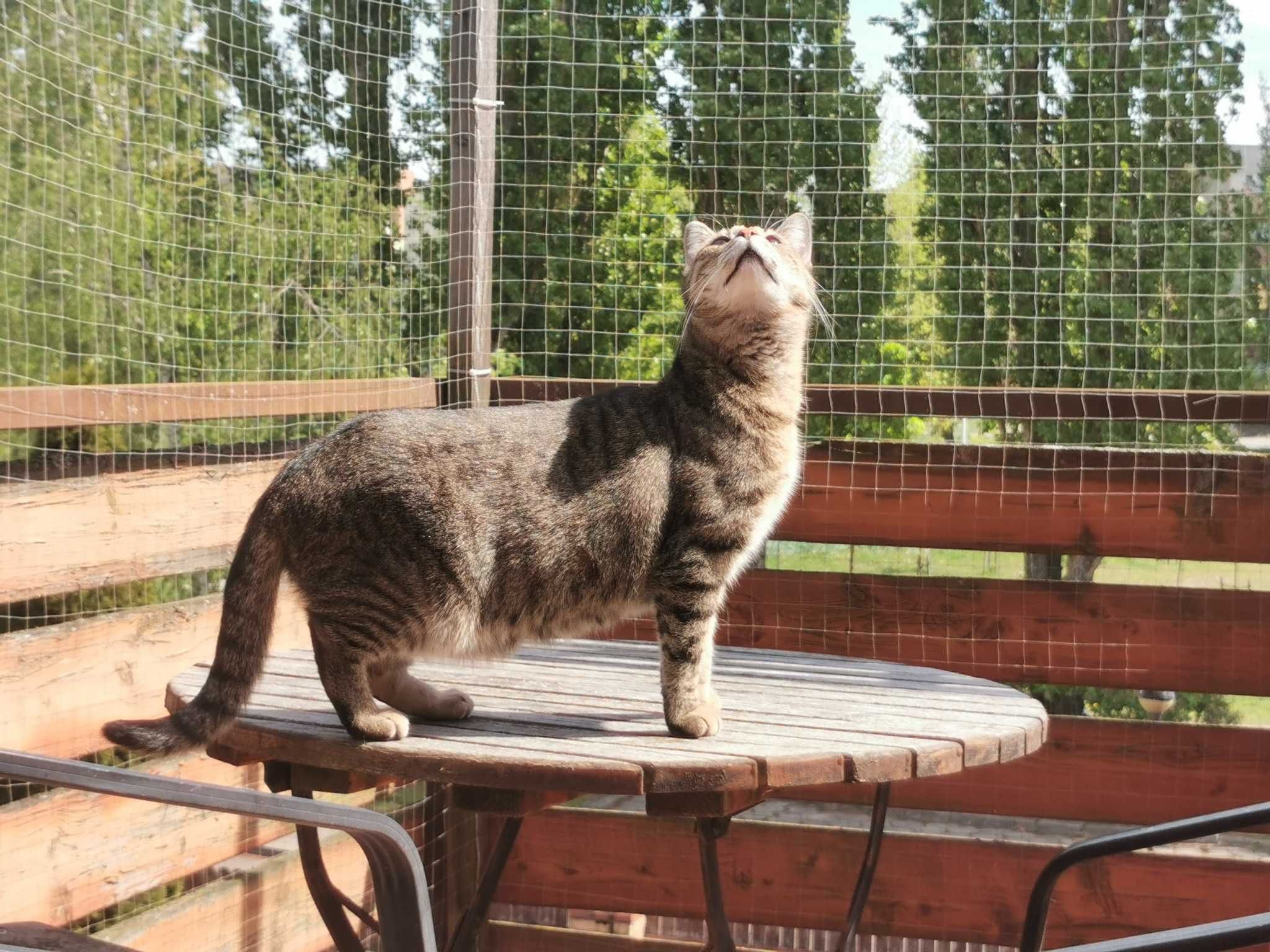 Kotecka Fiona drowba delikatna łagodna do adopcji ze schroniska 4 łata