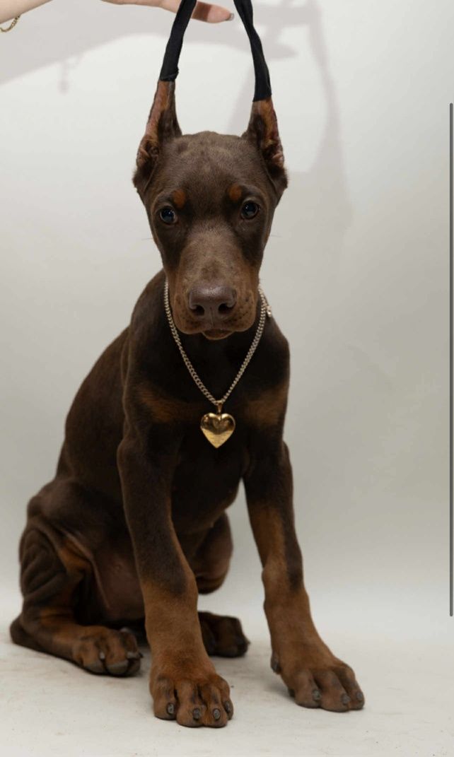 Suczka doberman FCI