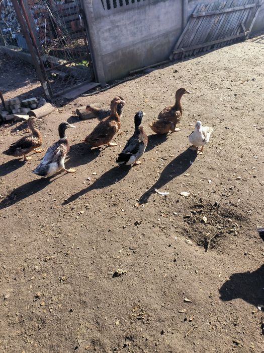 Drób ozdobny 25 rok