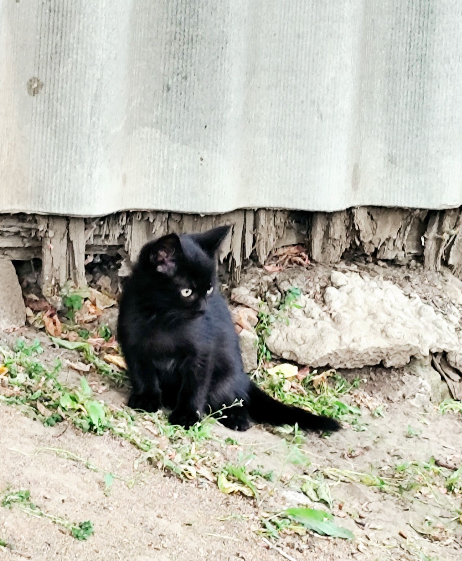 Віддам кошенятко безкоштовно!!!
