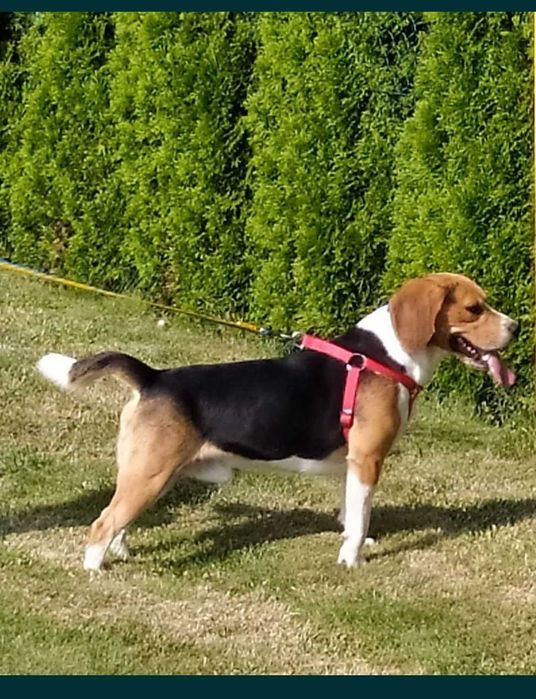 Beagle sunia suczka szczeniak