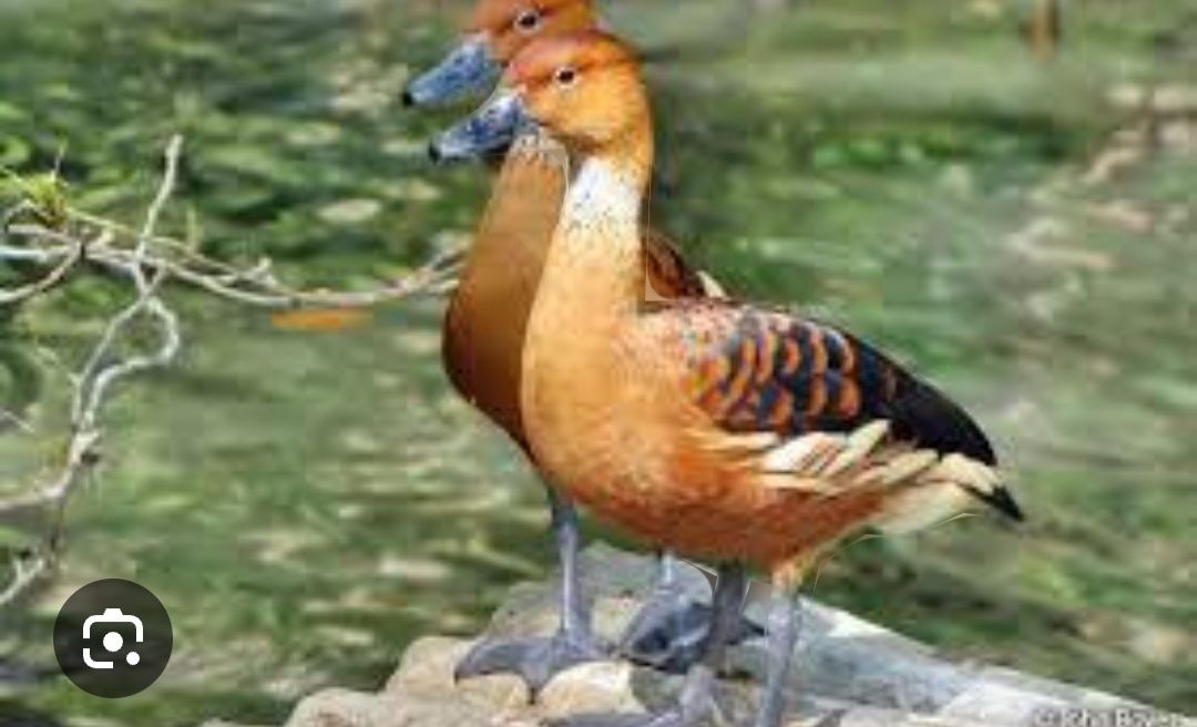 Vendo casais de patos