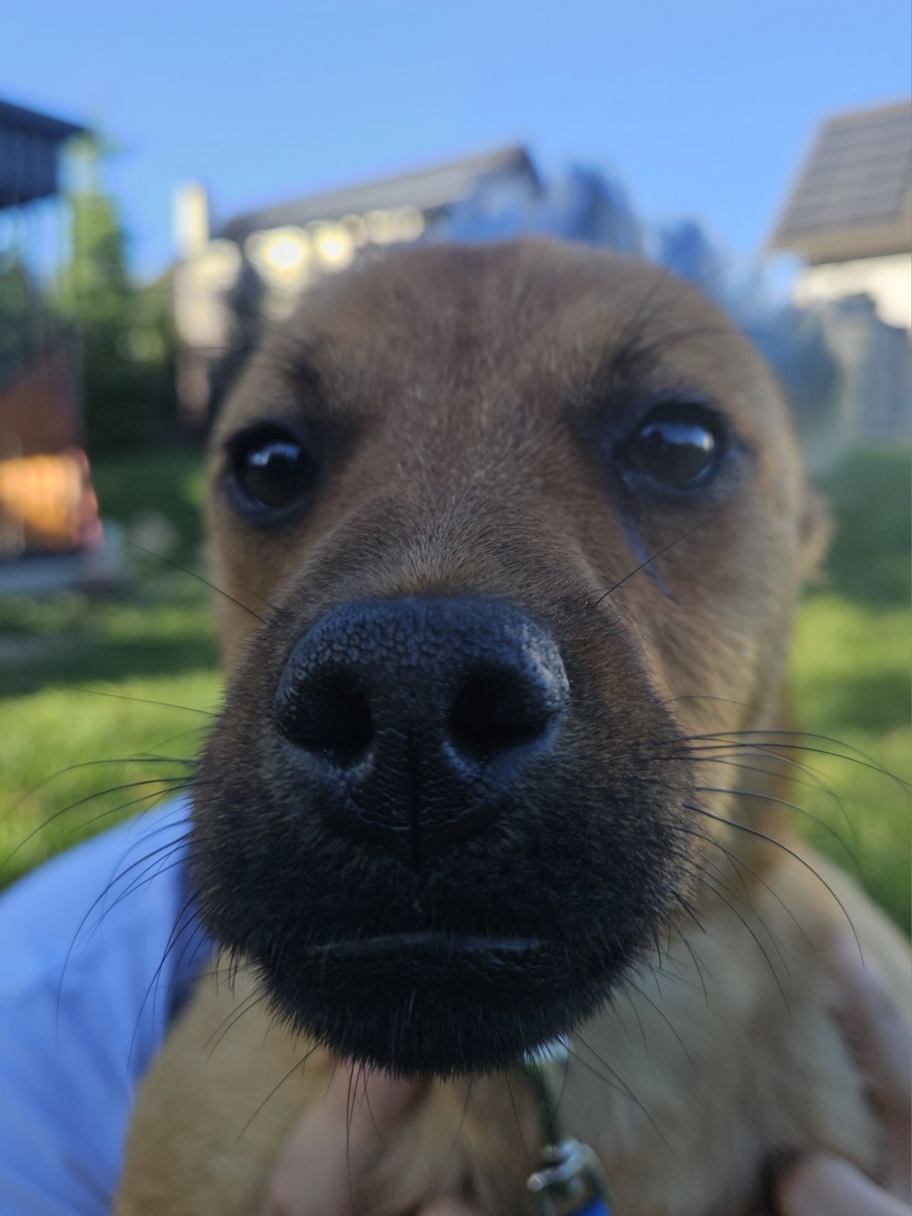 Cudowny, uratowany psiak szuka domu, pies, adopcja, piesek