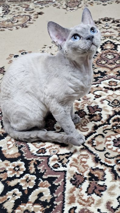 Кішка Девон Рекс в надійні руки