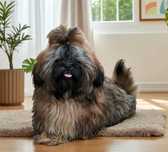 Shih tzu piesek FCI