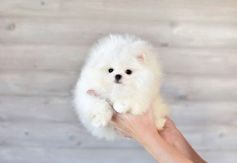 Шикарнейшая мини девочка померанский шпиц белого окраса в типе мишка!