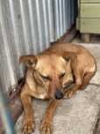 Mikro sunia do adopcji