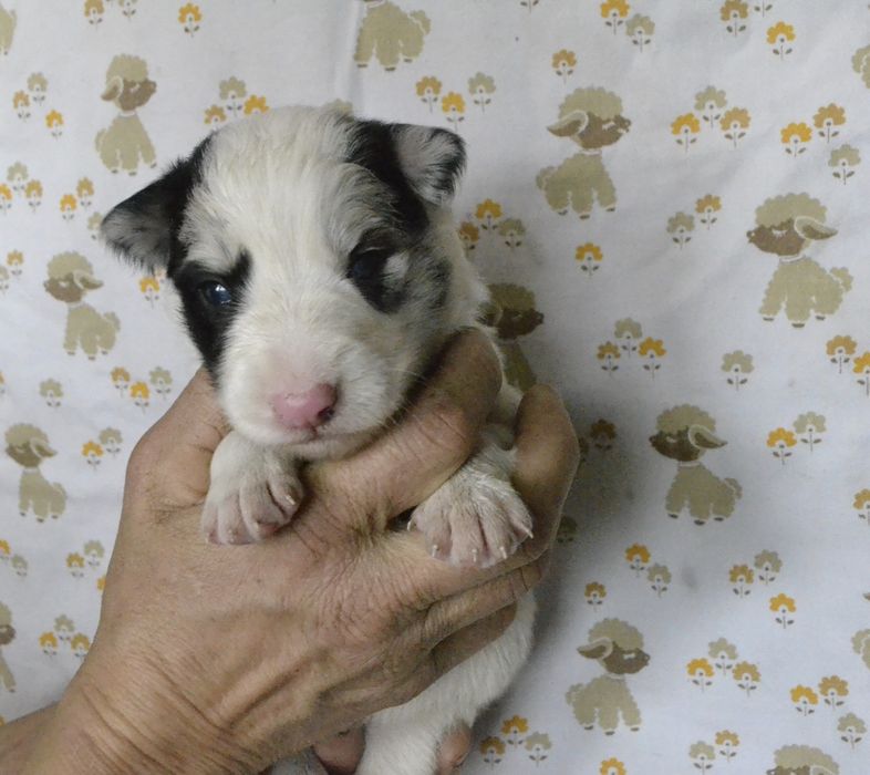 Цуценята Бордер Колли КСУ