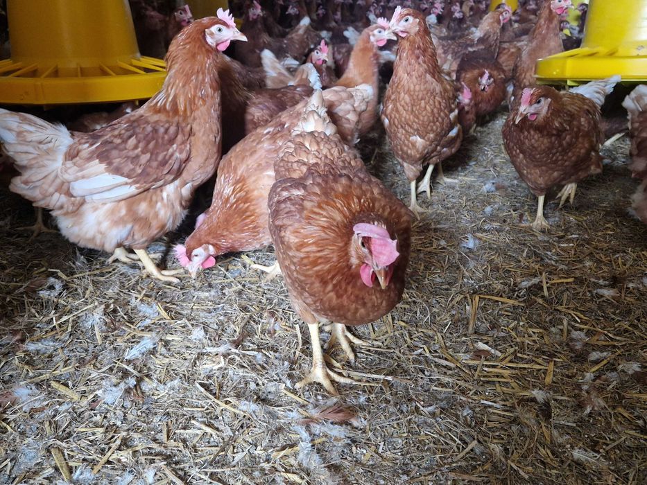 Kury kokoszki nioski Tetra brązowa na jajko dowóz Gratis