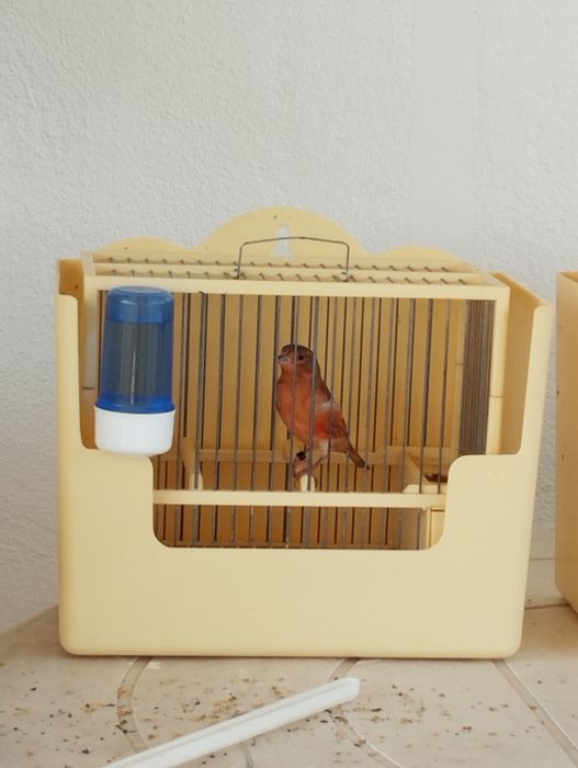 Híbridos/ Mestiços de Cardinalito em jaspe