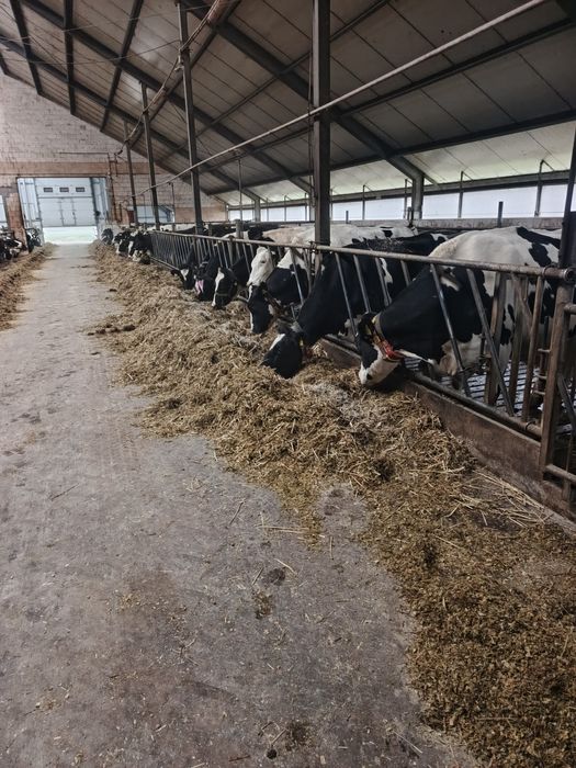 Byczek mięsny cielak