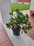 Planta Jade – Crassula ovata – Planta da riqueza e prosperidade