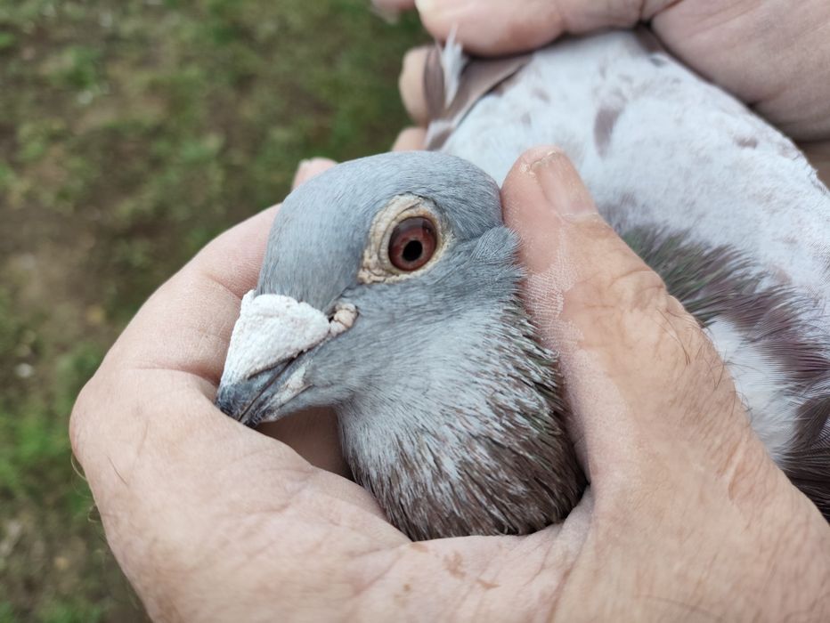 Gołąb Pocztowy Radwański Bricoux