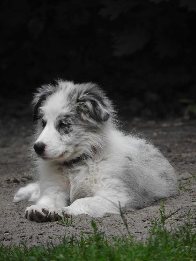 Szczeniak border collie - Diego z Uroczyska (ZKwP/FCI) - blue merle