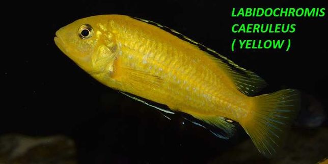 Pyszczaki Labidochromis Careuleus Yellow