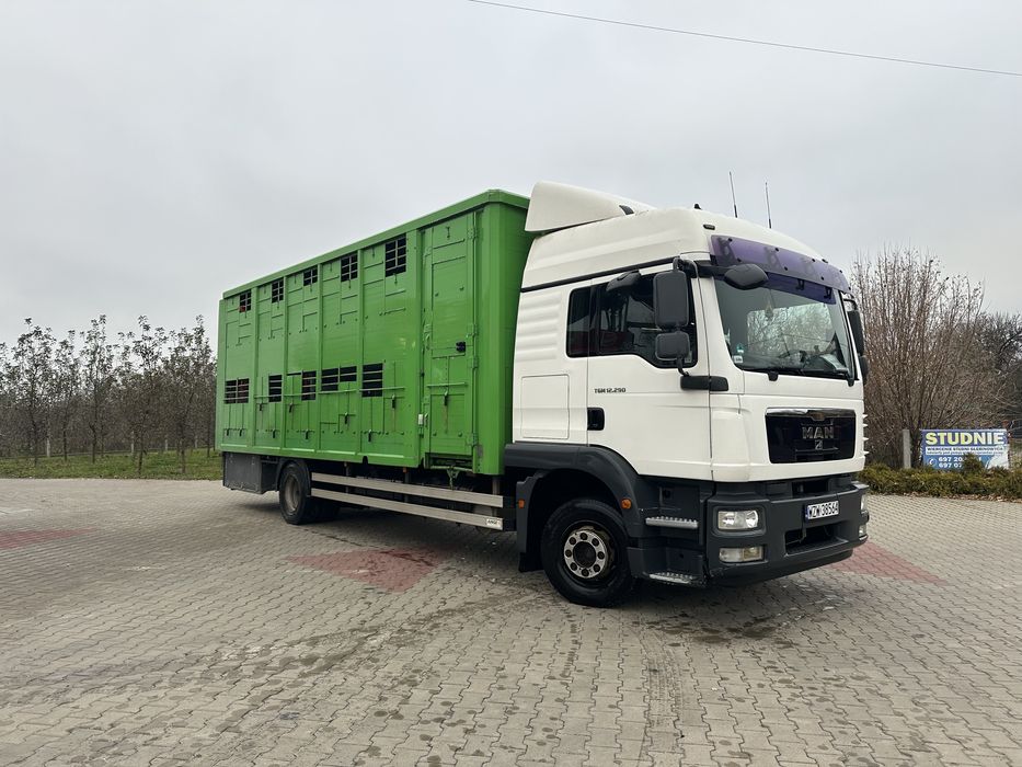 Man tgm 15.290 do przewozu bydla zywca zwierzat z wagą kaba