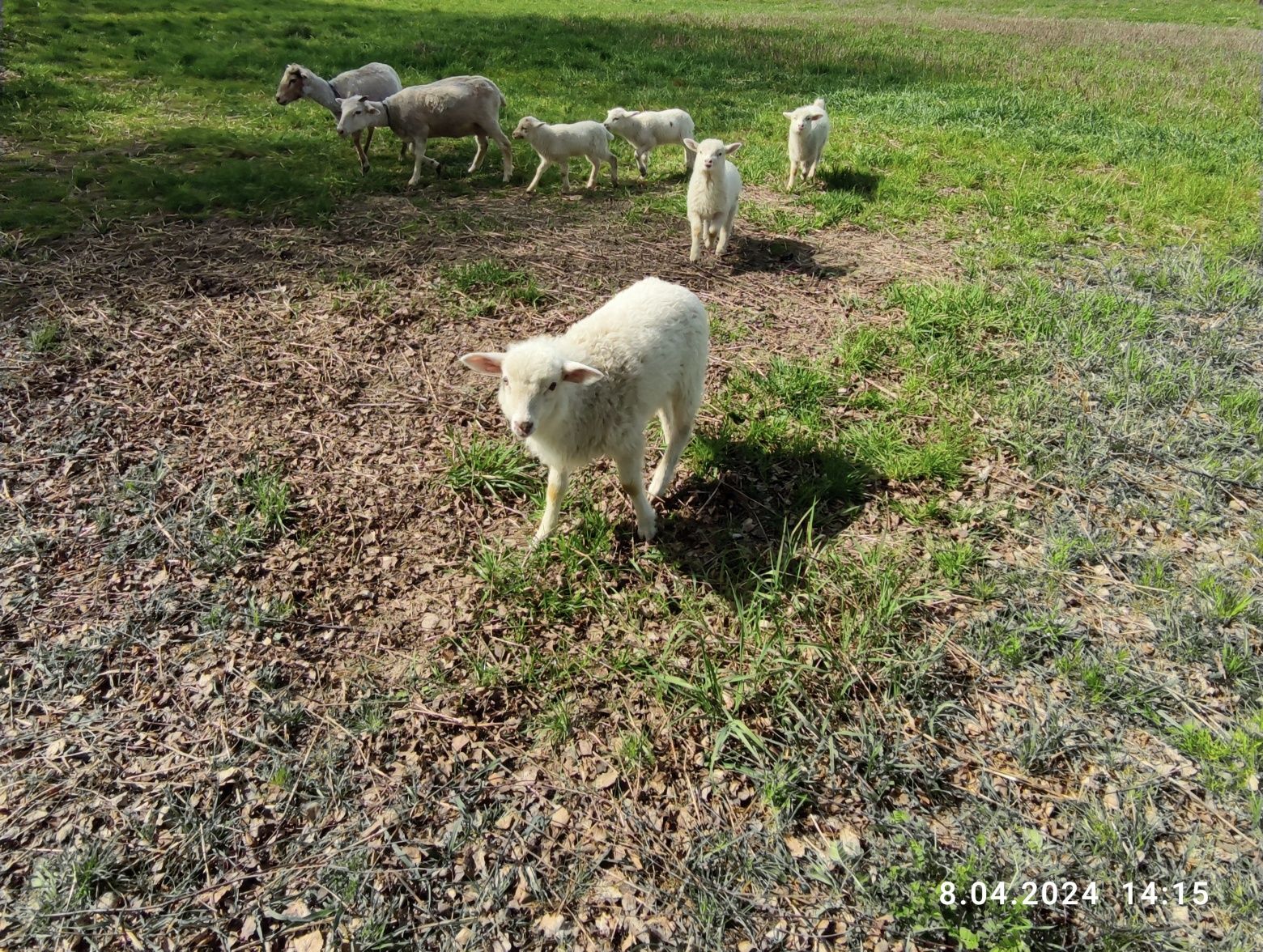 Owce  Białe młode
