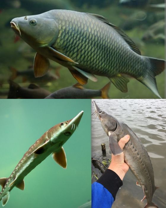 Dowóz do domu karp jesiotr szczupak   ryby świeże sandacz