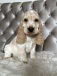 Piesek Cocker Spaniel Angielski
