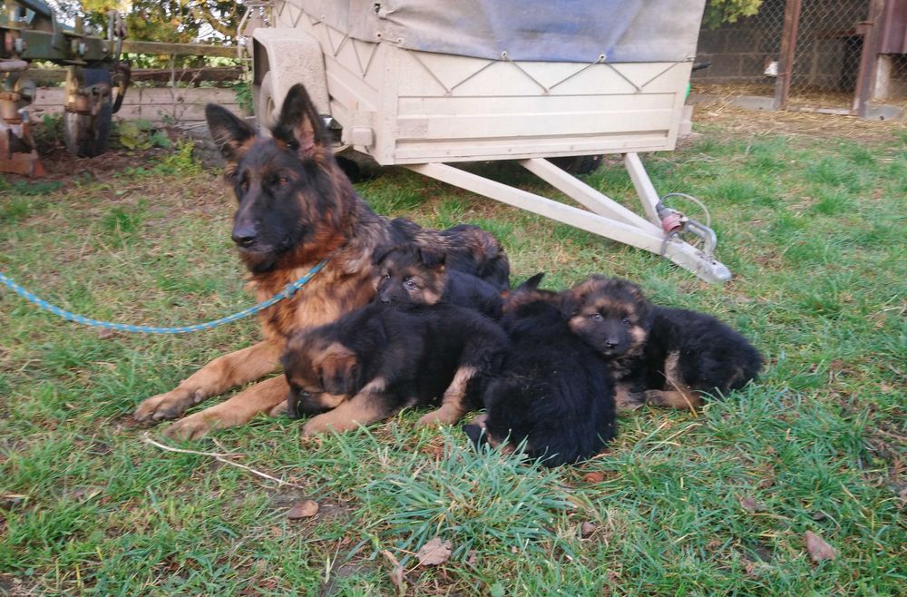 Owczarek niemiecki - szczeniak