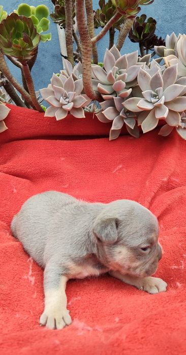 Bulldog Francês Lilac Tan