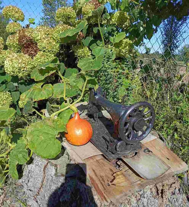 Dynia jadalna i ozdobna