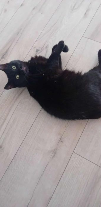 Do adopcji czarna kotka