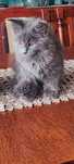 Niebieskie kociaki Maine Coon