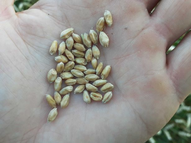 Насіння пшениця яра сорт Шірокко 2 репродукція