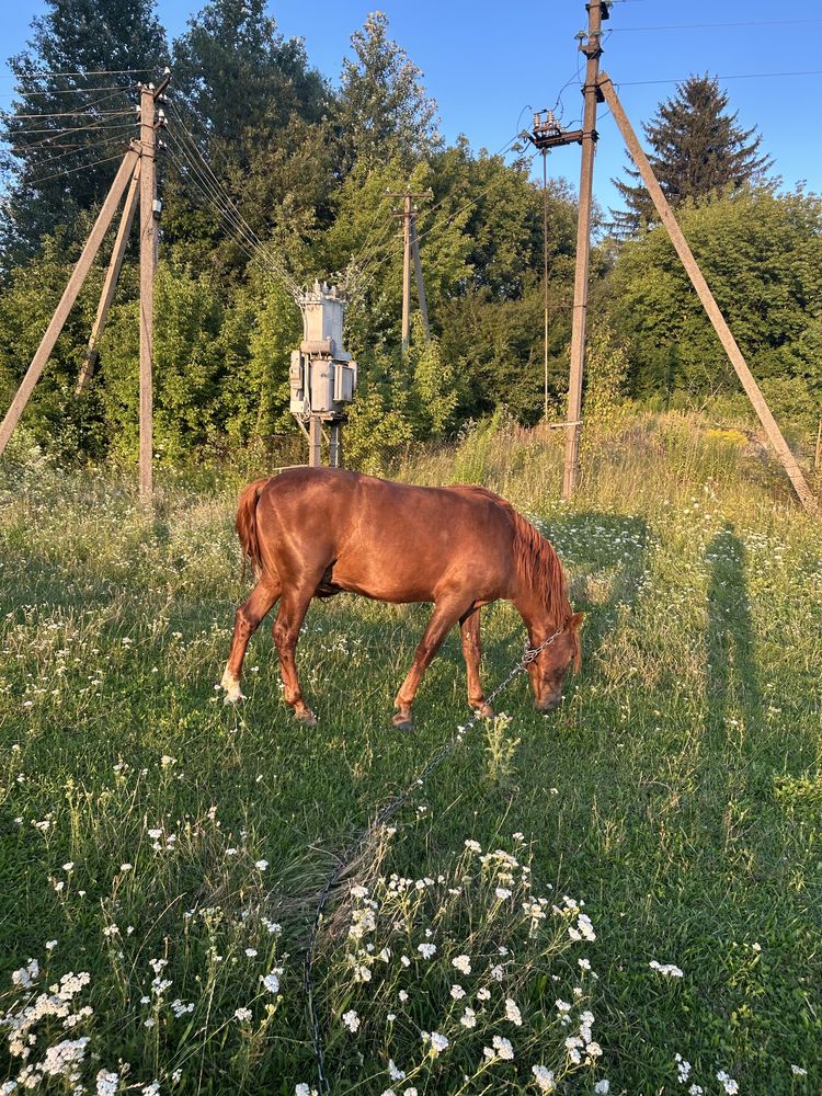 Продам молодого коня (жереба)2,3 р