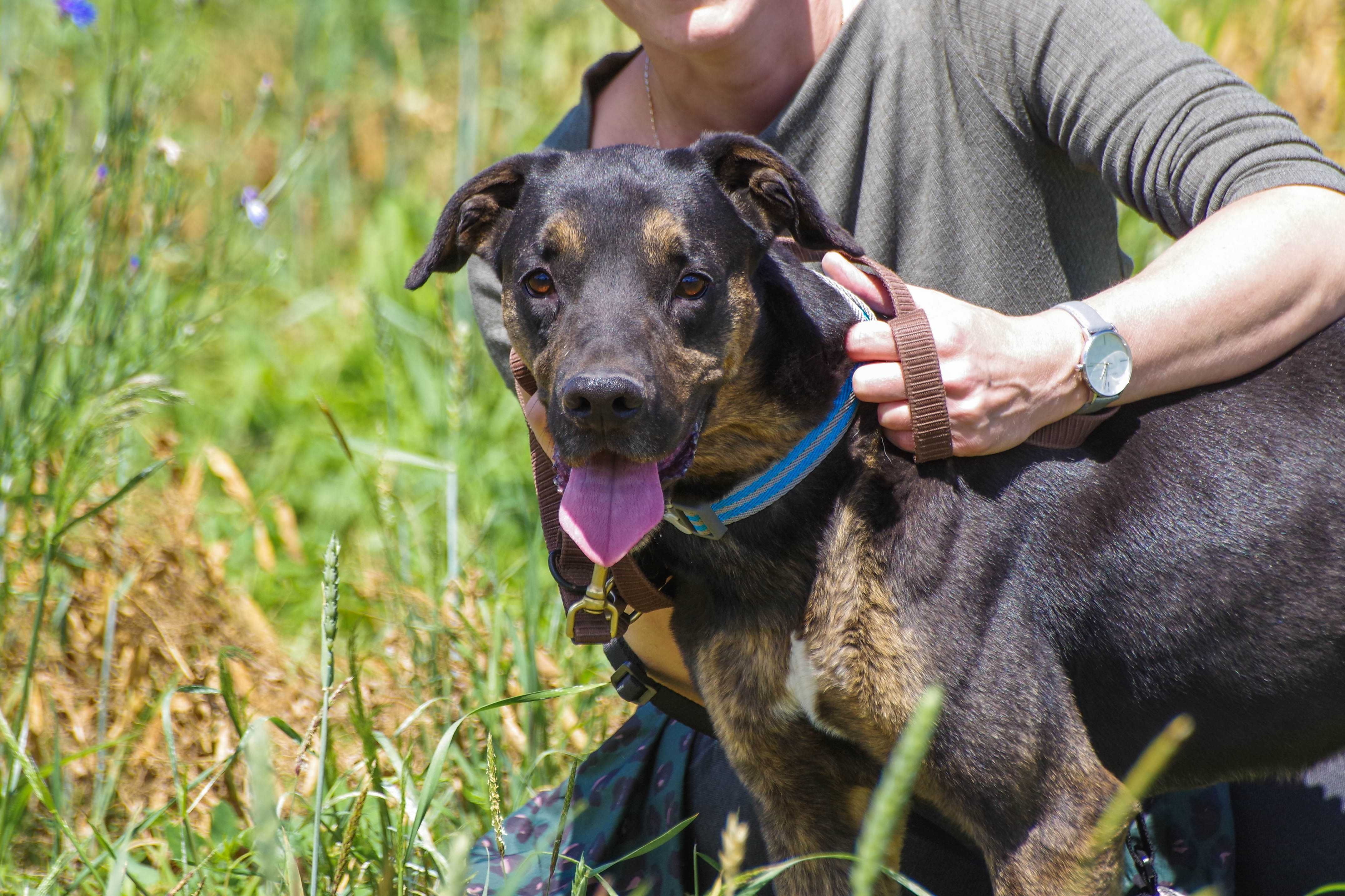 Lemon - czarne cudo zza krat do adopcji.