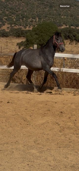 Poldro Lusitano Puro 2 anos