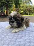 Shihtzu szczeniaczek