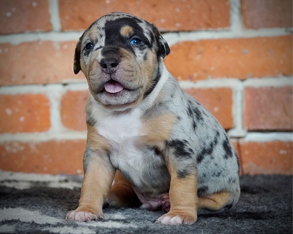 American Bully XL ABKC tri merle
