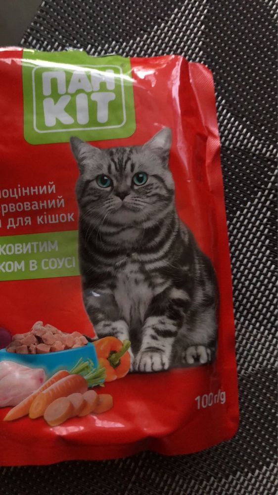 Котик шотландець