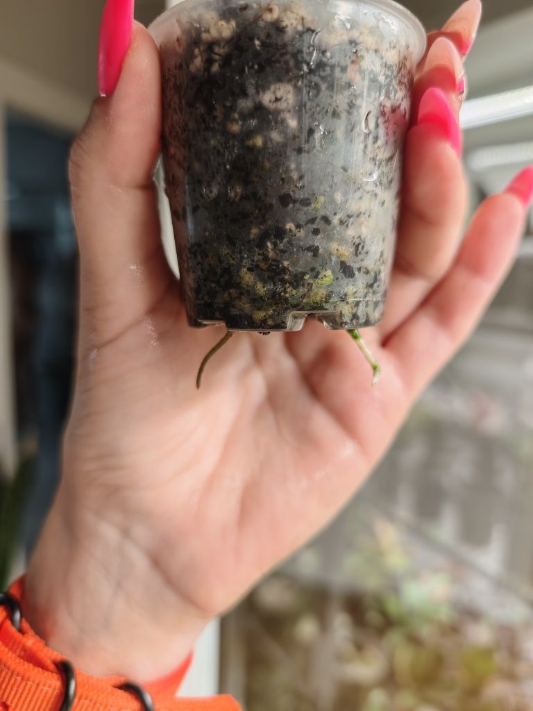 Zamioculcas Raven Emerald
