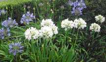 Agapanthus Africanus - Lírio Africano