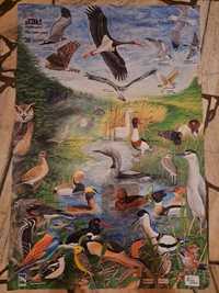 Duży plakat ptaki rzadkie i ginące