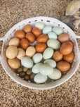 Vendo ovos de várias cores de galinhas poedeiras.