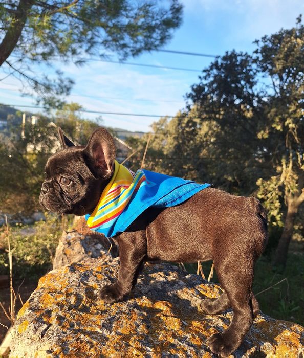 Bulldog Francês Fêmea