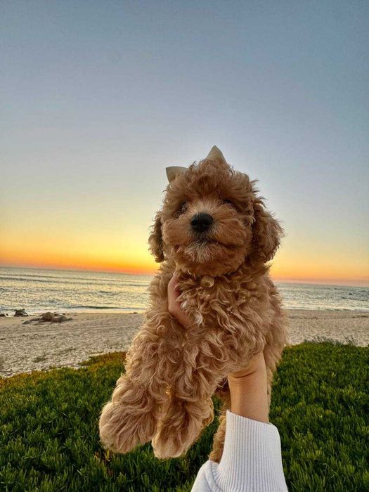Toy Caniche Mini Micro Menina Disponível
