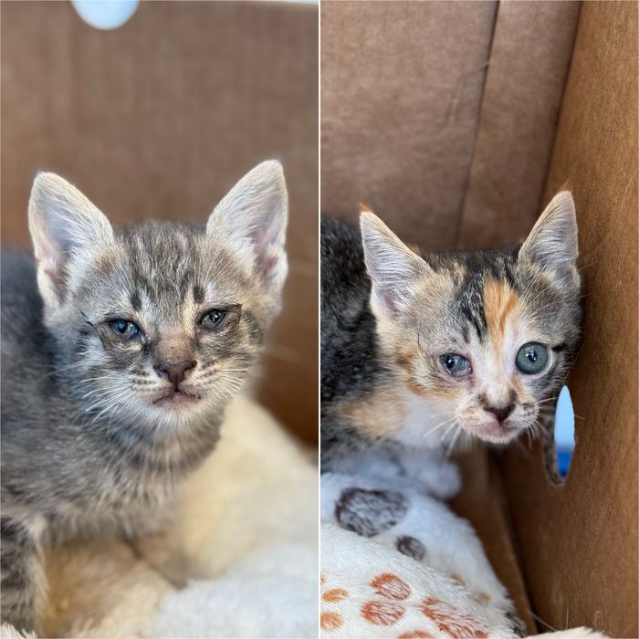 Gatinhas 1 mês e meio