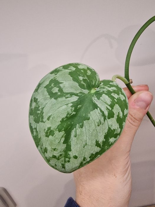 Scindapsus NOID ukorzeniona sadzonka