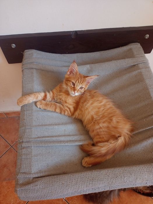 Kocurek Maine Coon