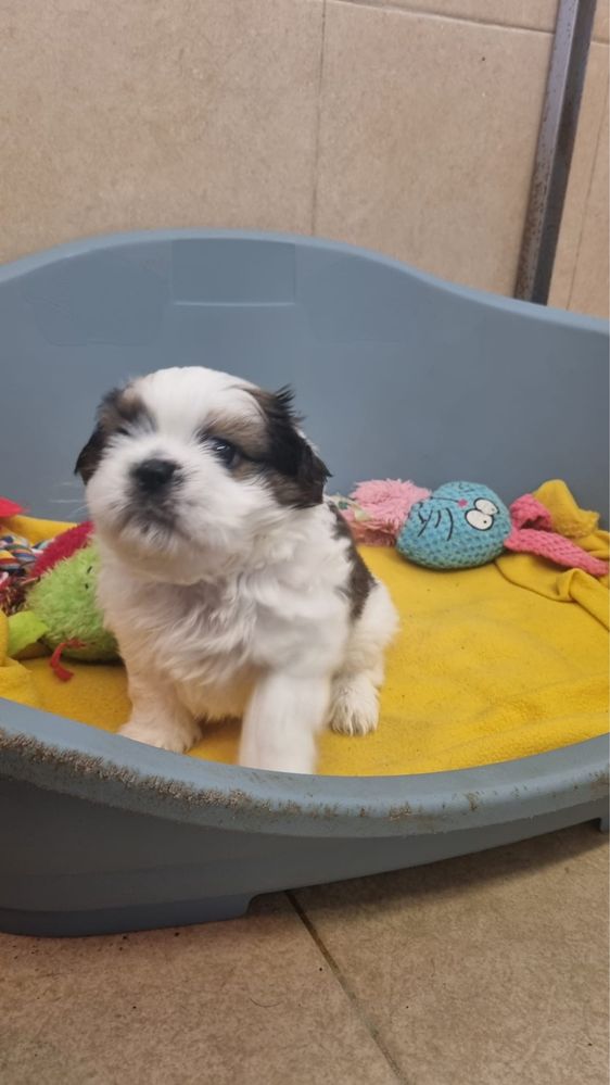 Shih-tzu criador registado