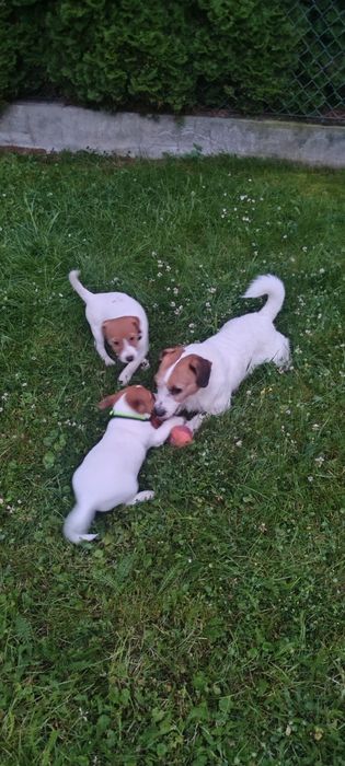 suczka Jack Russell terrier z rodowodem